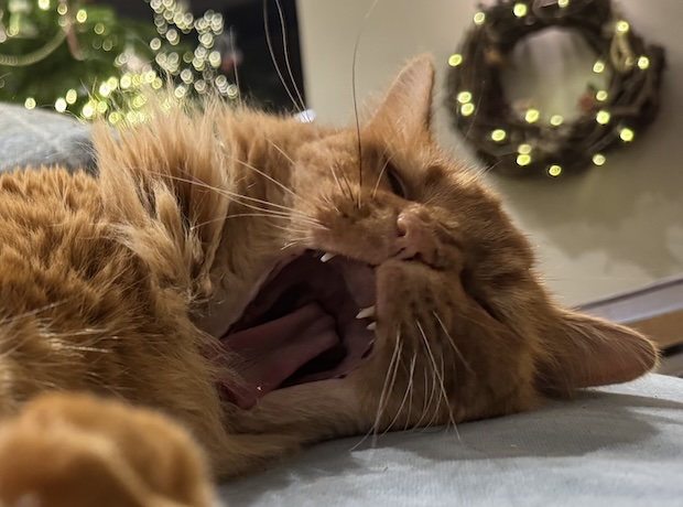 Topical minoxidil and pet safety: Important guidance for cat and dog owners